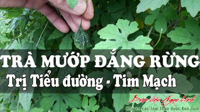 Trị tiểu đường bằng khổ qua rừng có nhiều cách, trong đó có mẹo pha trà