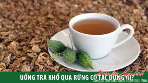 Trà mướp đắng rừng